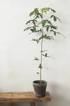 PLANT Kærlighedstræ (Fingerblad) medium Hot