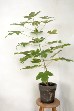 PLANT Kærlighedstræ (Fingerblad) medium