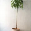 PLANT Kærlighedstræ (Fingerblad) stor Discount