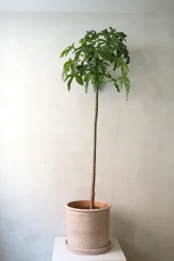 PLANT Kærlighedstræ (Fingerblad) stor Discount