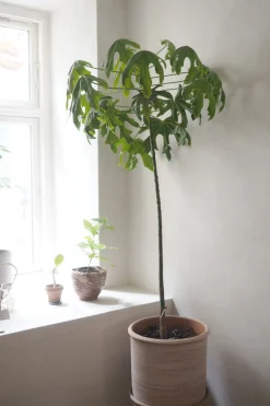 PLANT Kærlighedstræ (Fingerblad) stor Discount