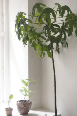 PLANT Kærlighedstræ (Fingerblad) stor Discount