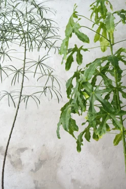 PLANT Kærlighedstræ (fingerblad) stor I Outlet