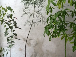 PLANT Kærlighedstræ (fingerblad) stor I Outlet