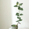 PLANT Kærlighedstræ (Hjerteblad) Outlet