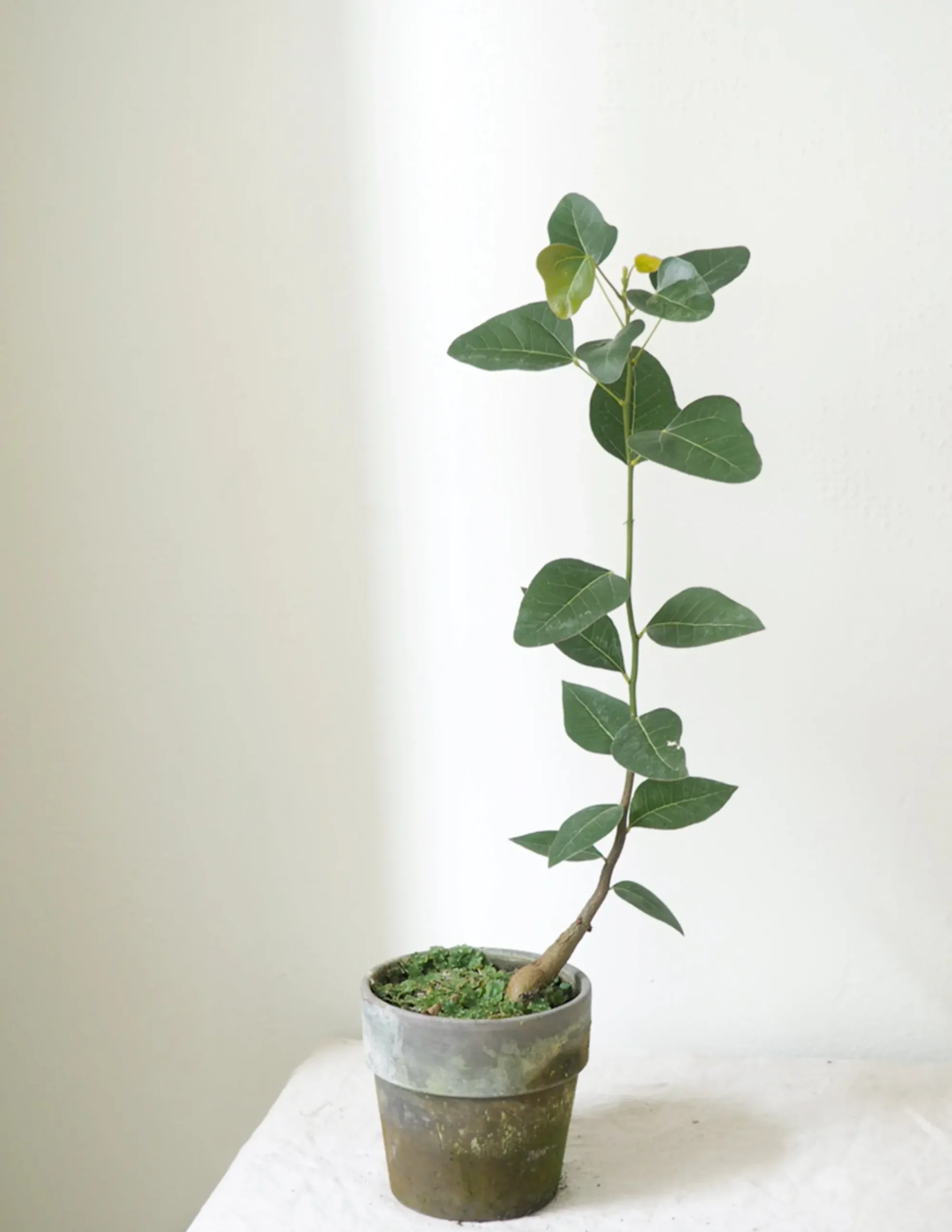 PLANT Kærlighedstræ (Hjerteblad) Outlet