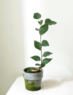 PLANT Kærlighedstræ (Hjerteblad) Outlet