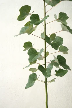 PLANT Kærlighedstræ (Hjerteblad) medium I Online