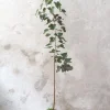 PLANT Kærlighedstræ (hjerteblad) stor