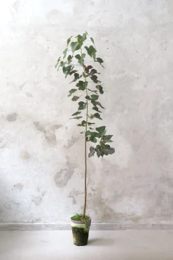 PLANT Kærlighedstræ (hjerteblad) stor