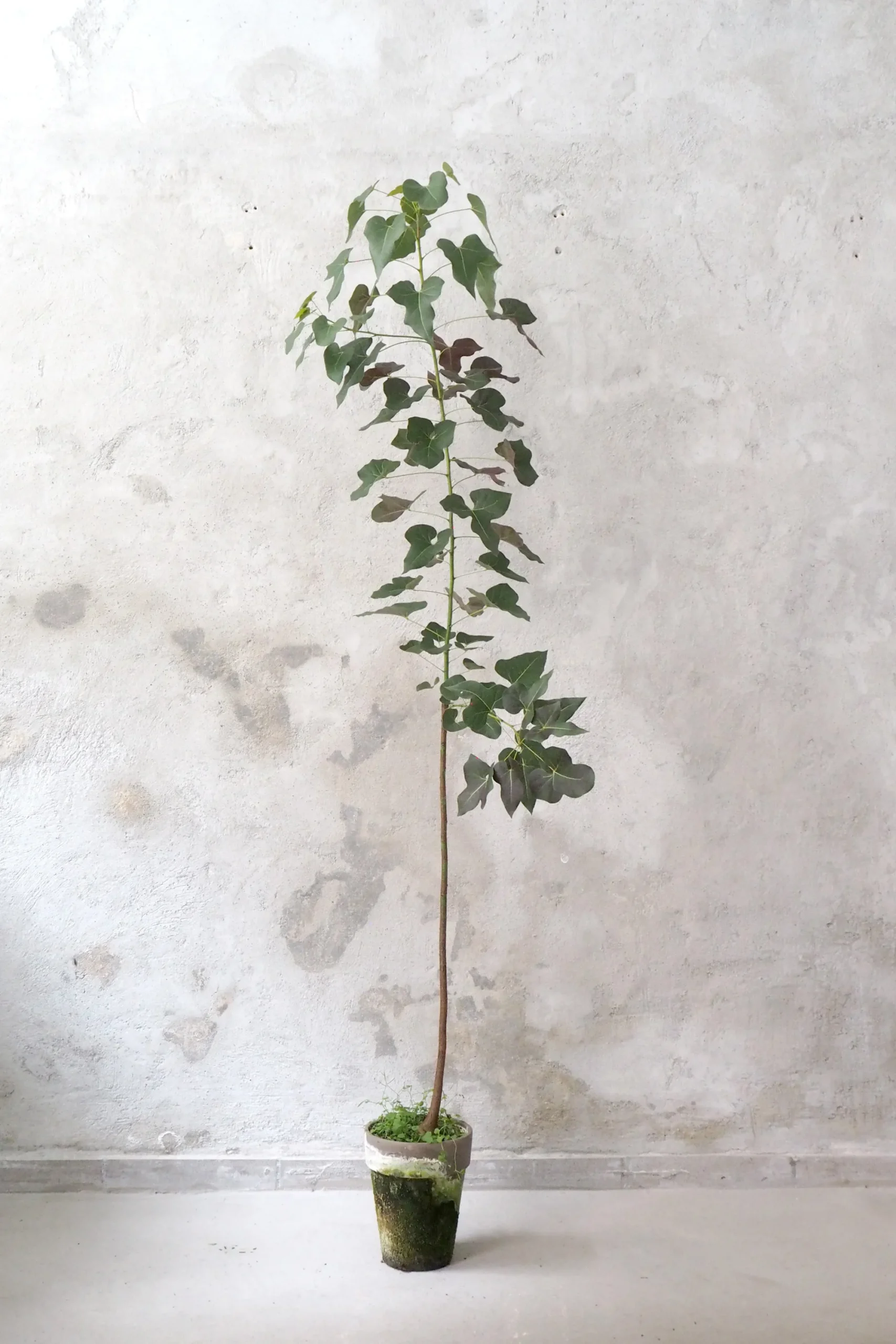 PLANT Kærlighedstræ (hjerteblad) stor