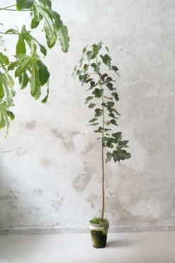 PLANT Kærlighedstræ (hjerteblad) stor