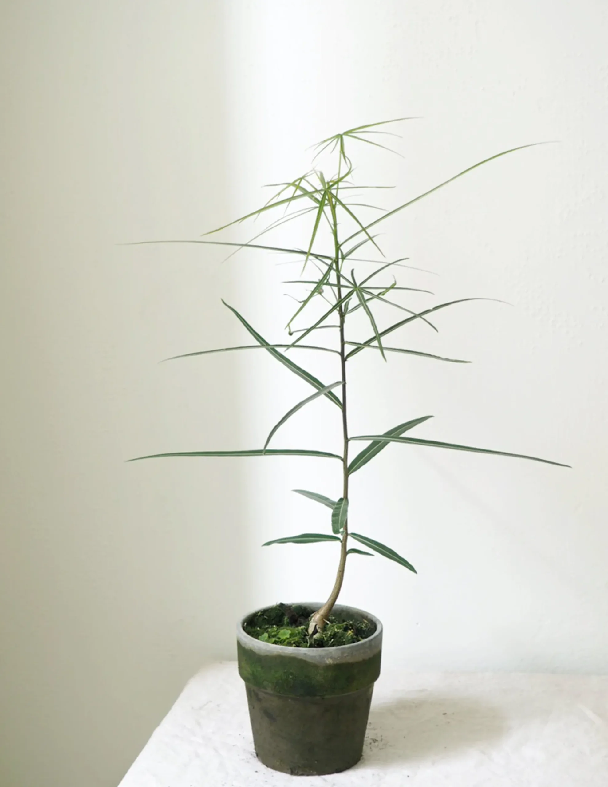 PLANT Kærlighedstræ (Stjerneblad) Outlet