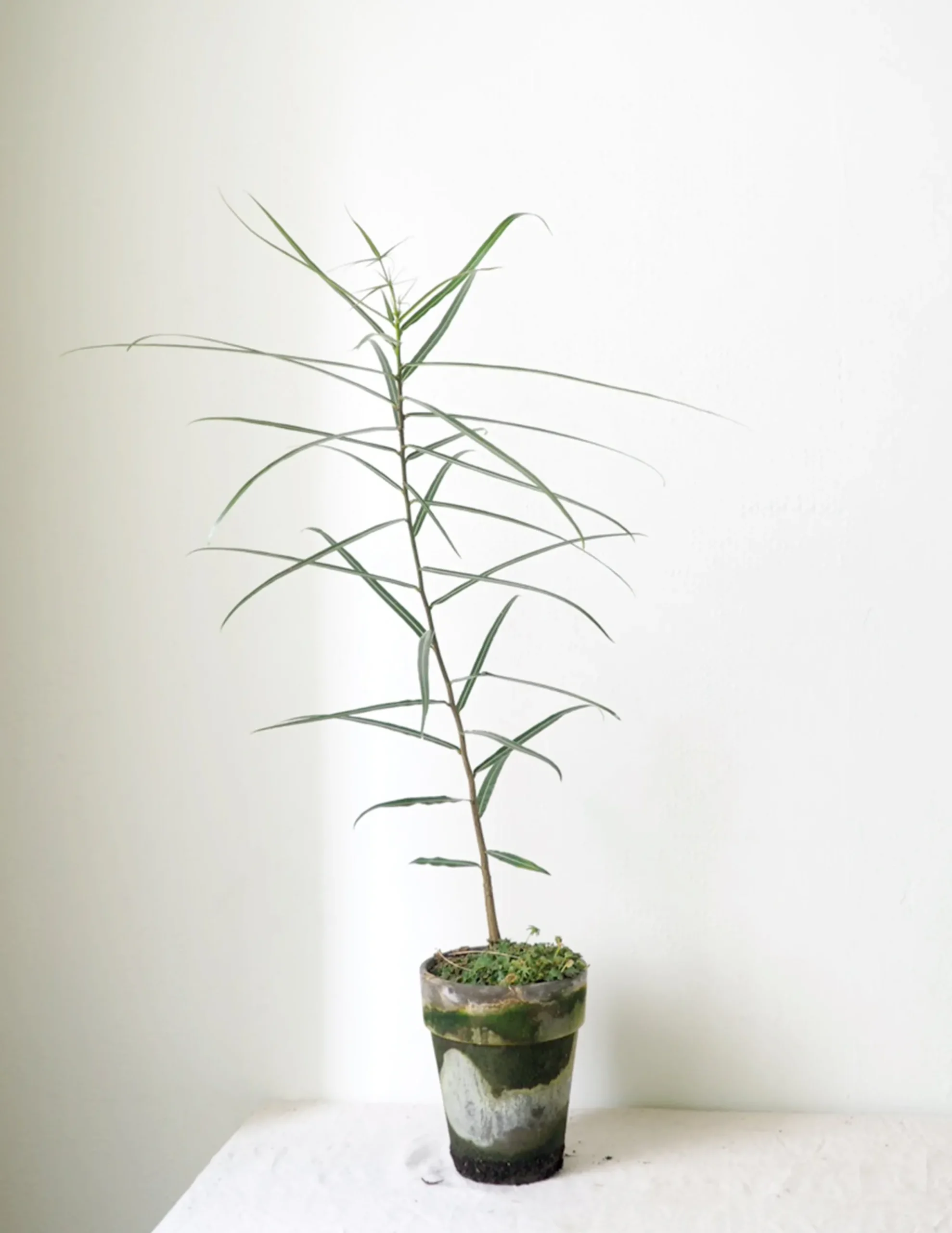 PLANT Kærlighedstræ (Stjerneblad) Outlet