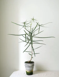 PLANT Kærlighedstræ (Stjerneblad) Outlet
