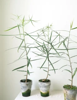 PLANT Kærlighedstræ (Stjerneblad) Outlet