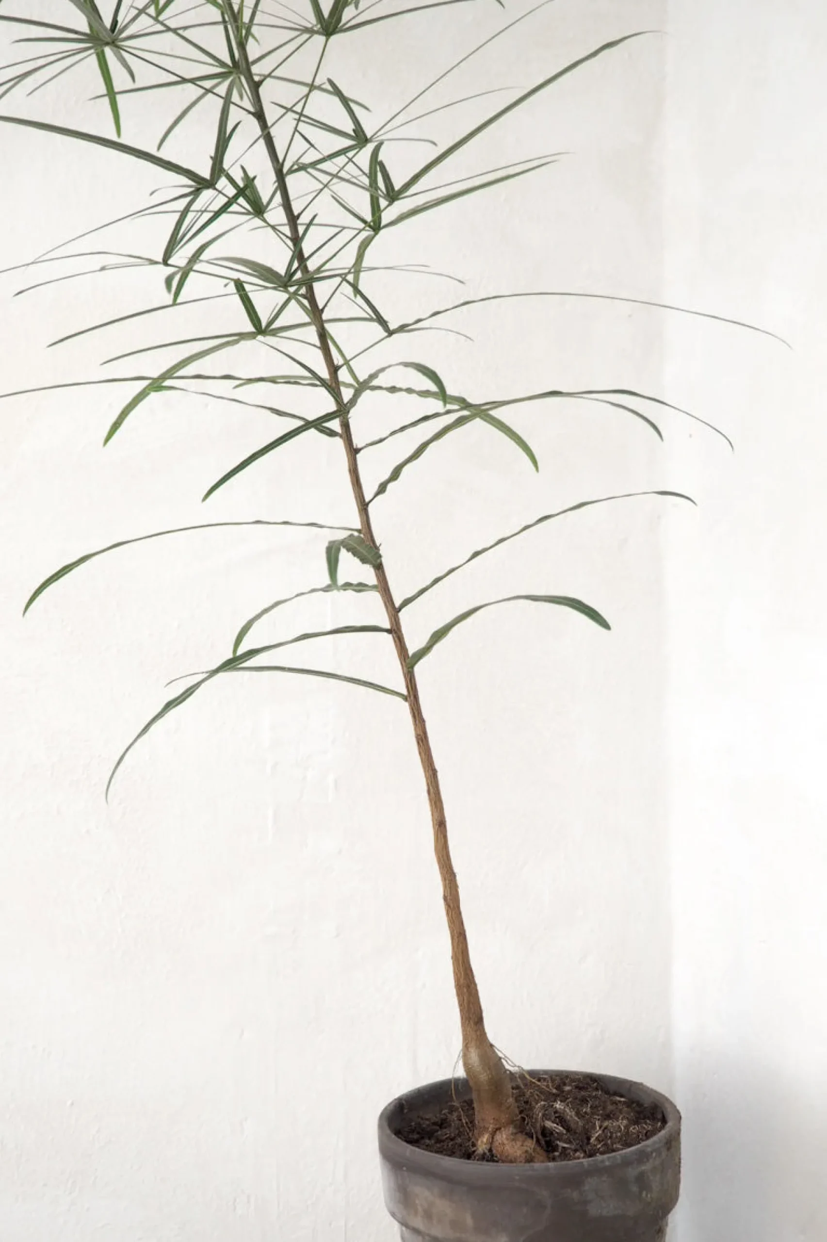 PLANT Kærlighedstræ (Stjerneblad) medium Discount