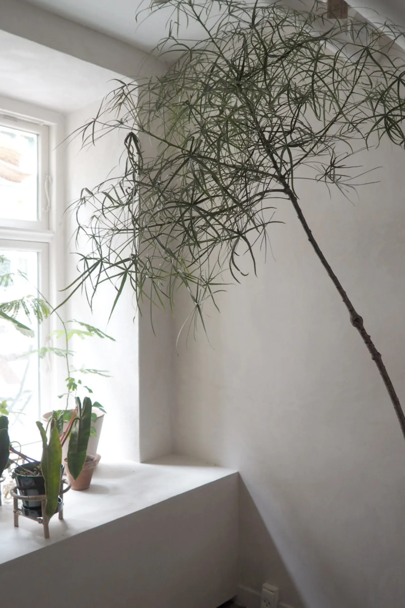 PLANT Kærlighedstræ (Stjerneblad) Stor Discount