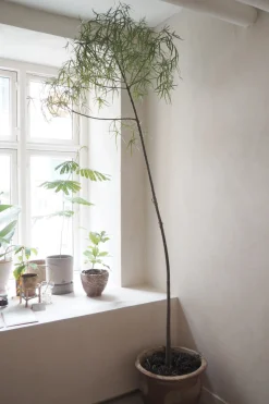 PLANT Kærlighedstræ (Stjerneblad) Stor Discount