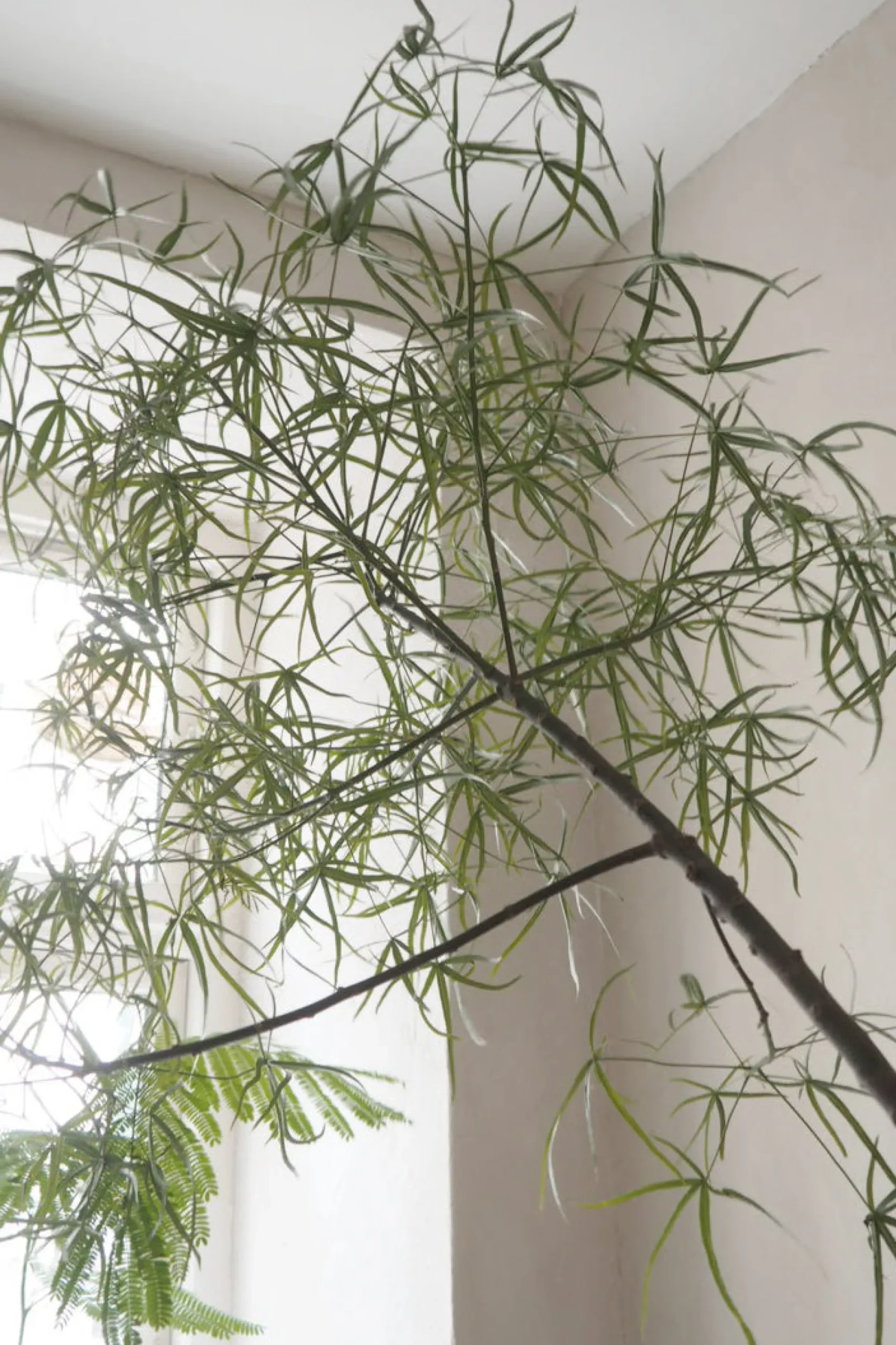 PLANT Kærlighedstræ (Stjerneblad) Stor Discount