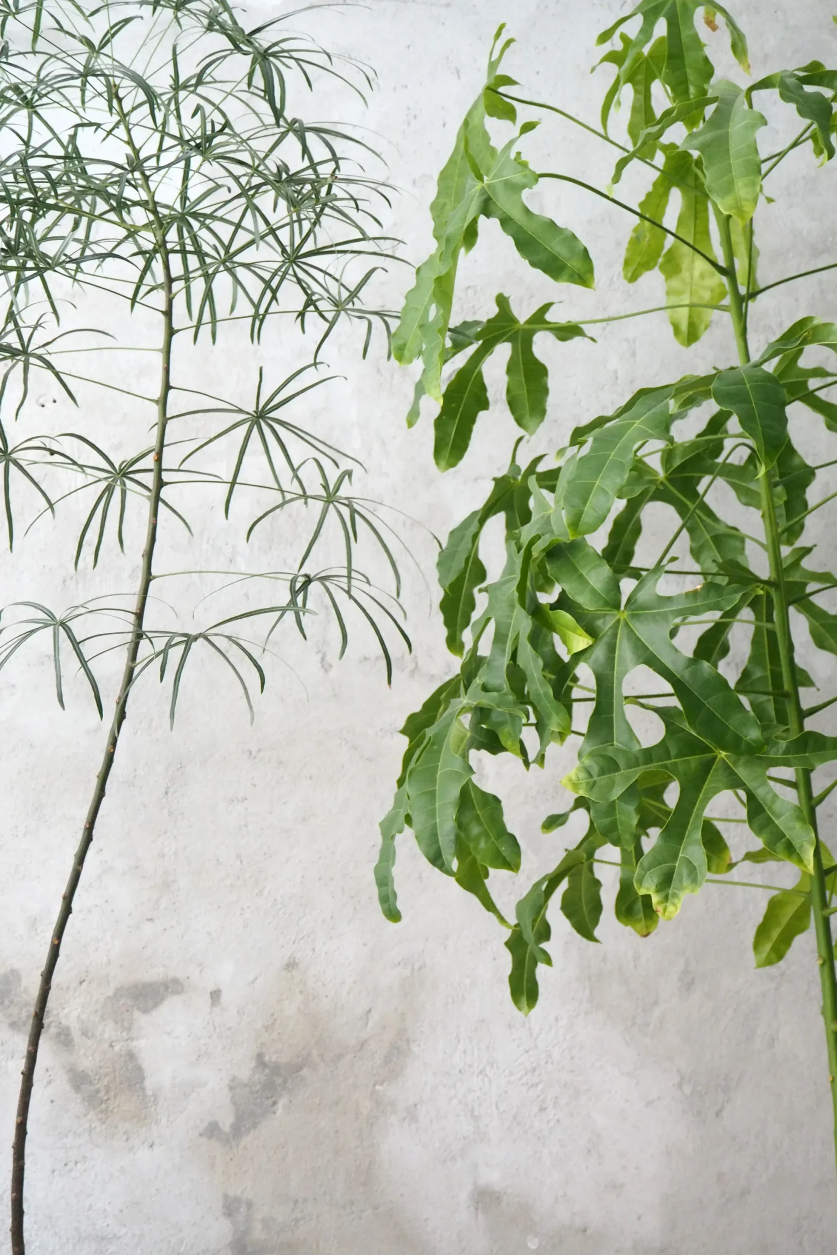 PLANT Kærlighedstræ (Stjerneblad) stor New
