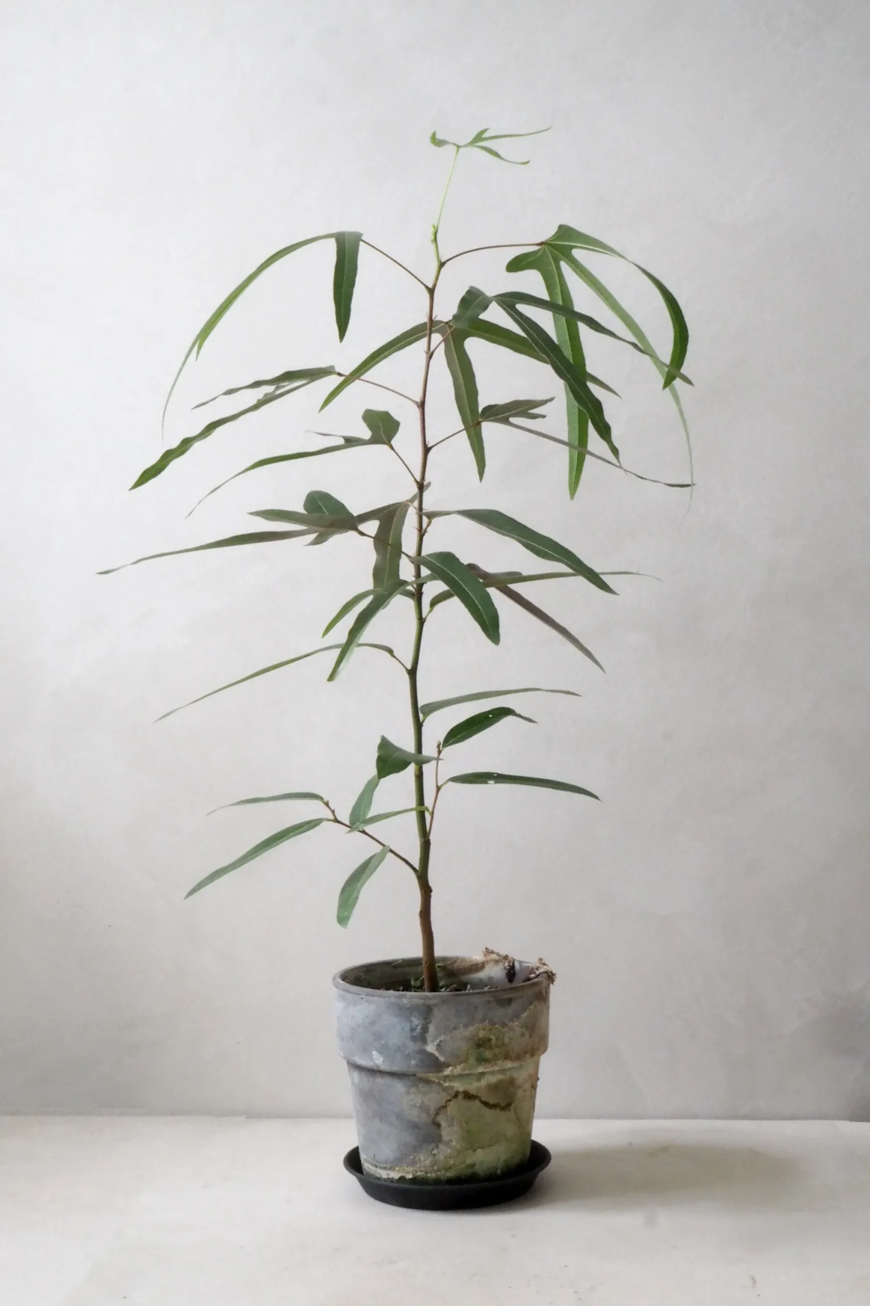 PLANT Kærlighedstræ (Trefod) Best