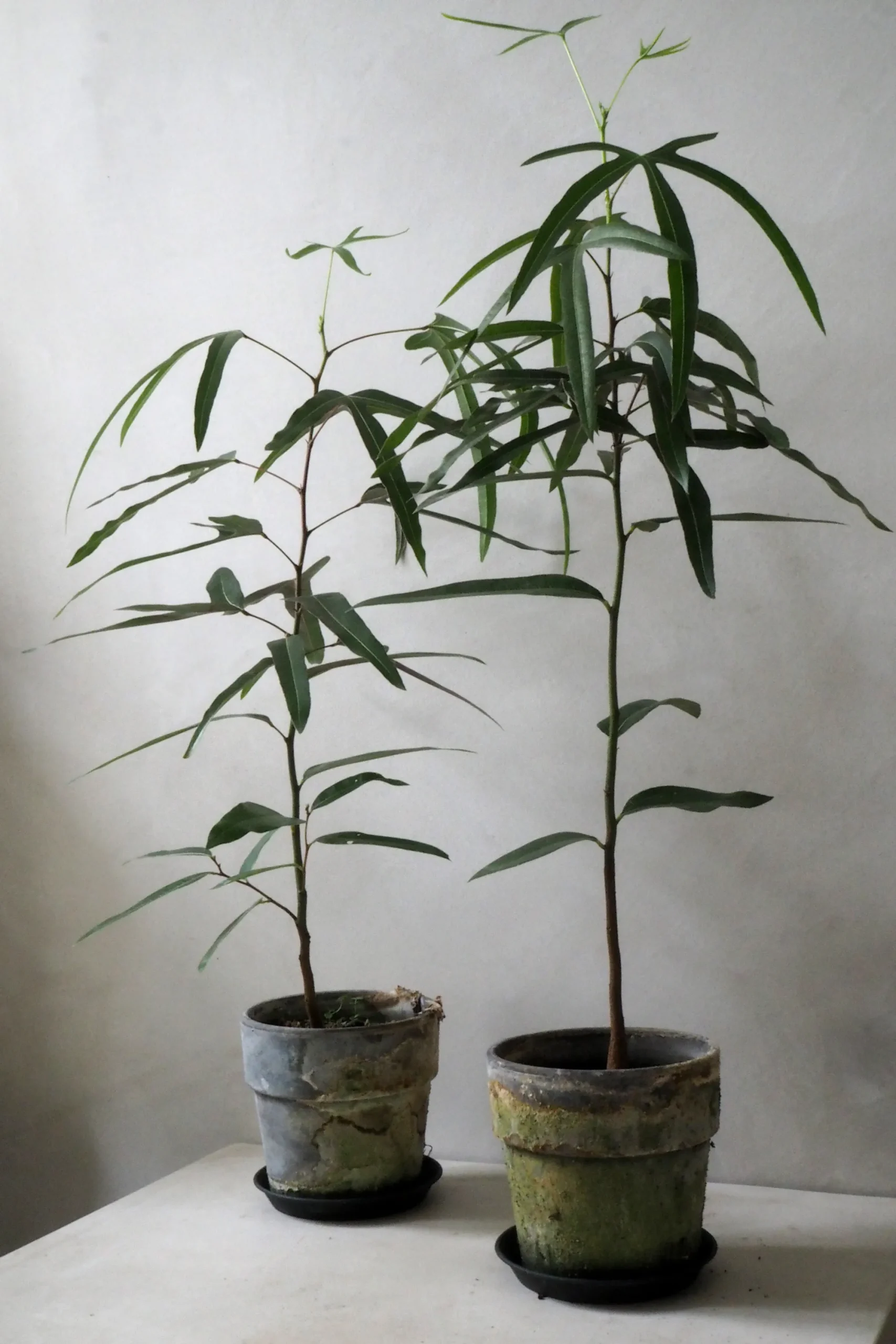 PLANT Kærlighedstræ (Trefod) Best
