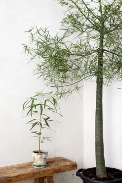 PLANT Kærlighedstræ (Trefod) Best