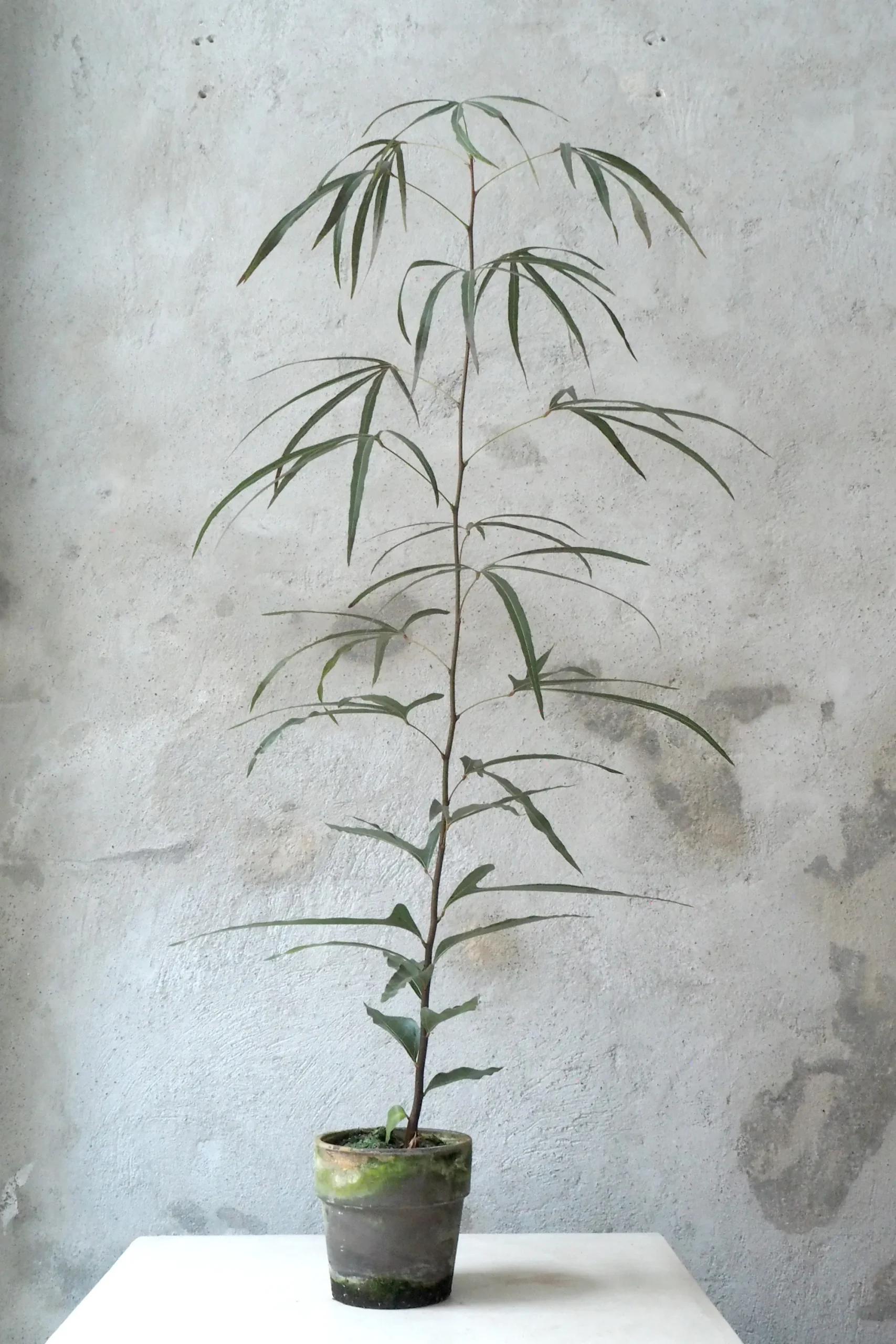 PLANT Kærlighedstræ (Trefod) medium Discount