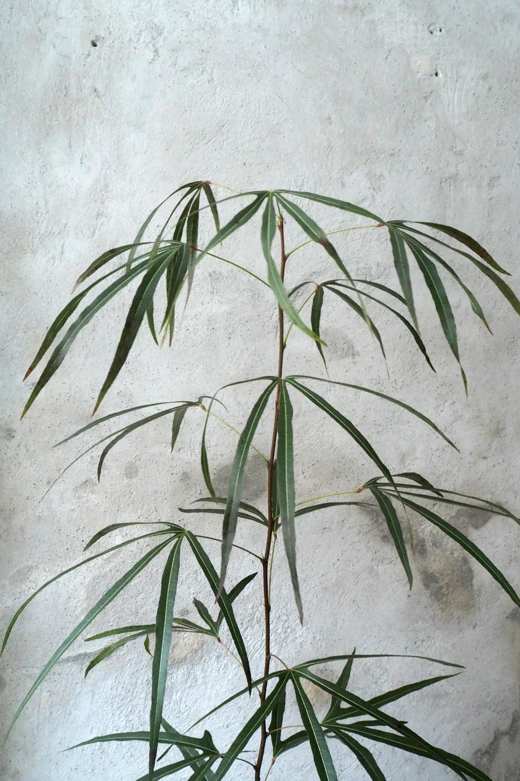 PLANT Kærlighedstræ (Trefod) medium Discount