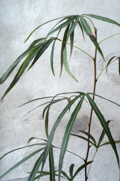 PLANT Kærlighedstræ (Trefod) medium Discount