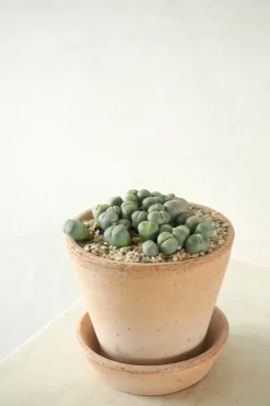 PLANT Levende Sten - lesliei Best