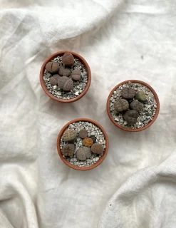 PLANT Levende sten - Lithops Outlet