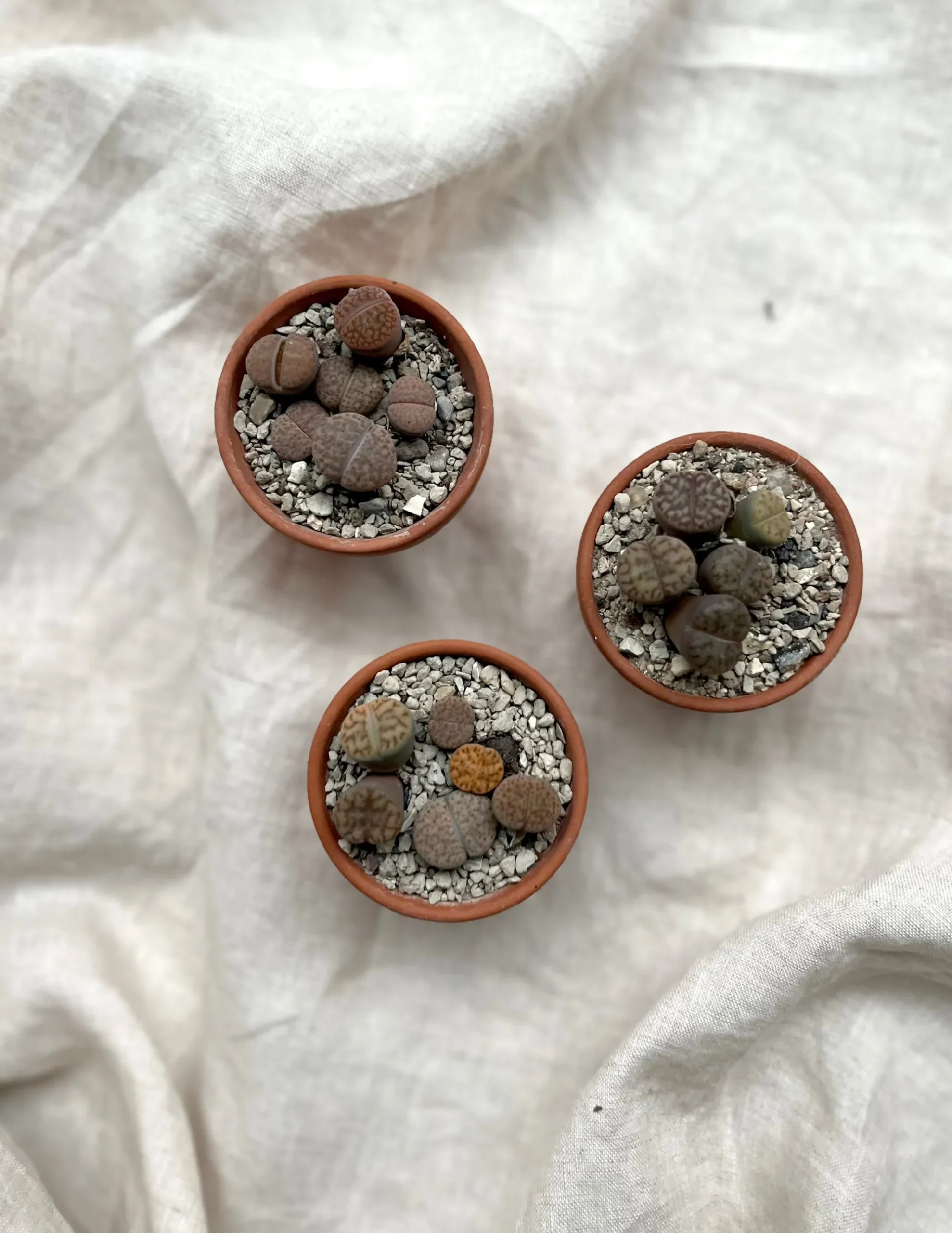 PLANT Levende sten - Lithops Outlet