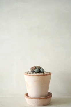 PLANT Levende Sten - mini