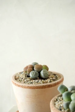 PLANT Levende Sten - mini