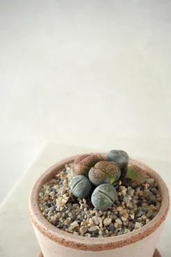 PLANT Levende Sten - mini
