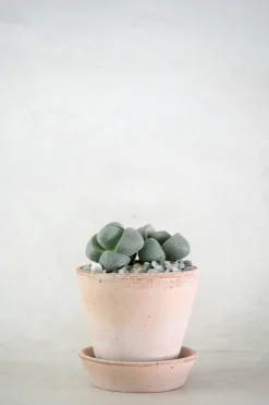 PLANT Levende Sten - Pleiospilos Nelii Green