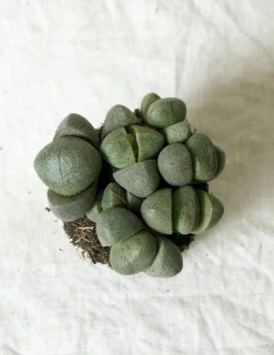 PLANT Levende Sten - Pleiospilos Nelii Green