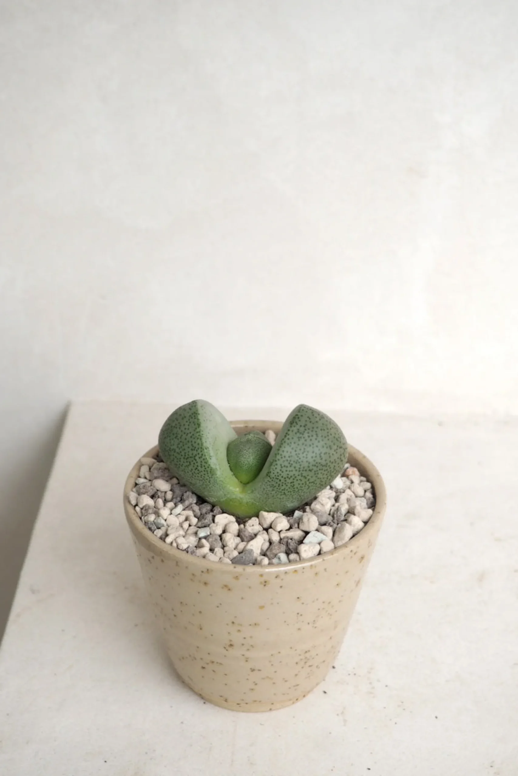 PLANT Levende Sten - Pleiospilos Green, mini Hot
