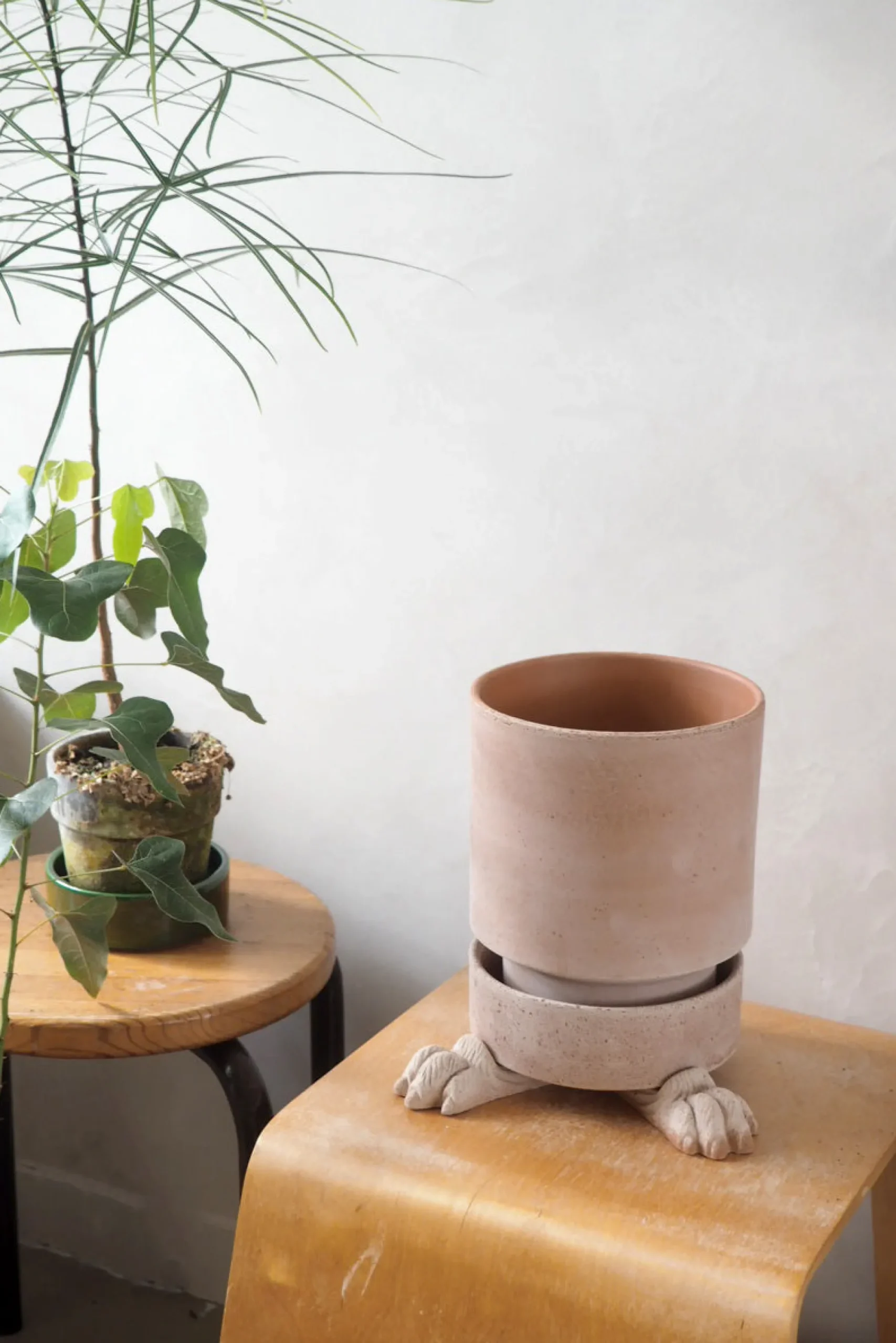 PLANT Løvefødder Discount