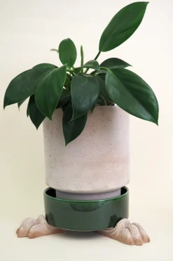 PLANT Løvefødder Discount