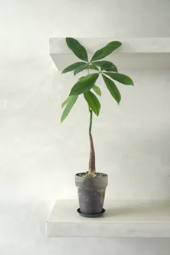 PLANT Lykkekastanje Japandi Online