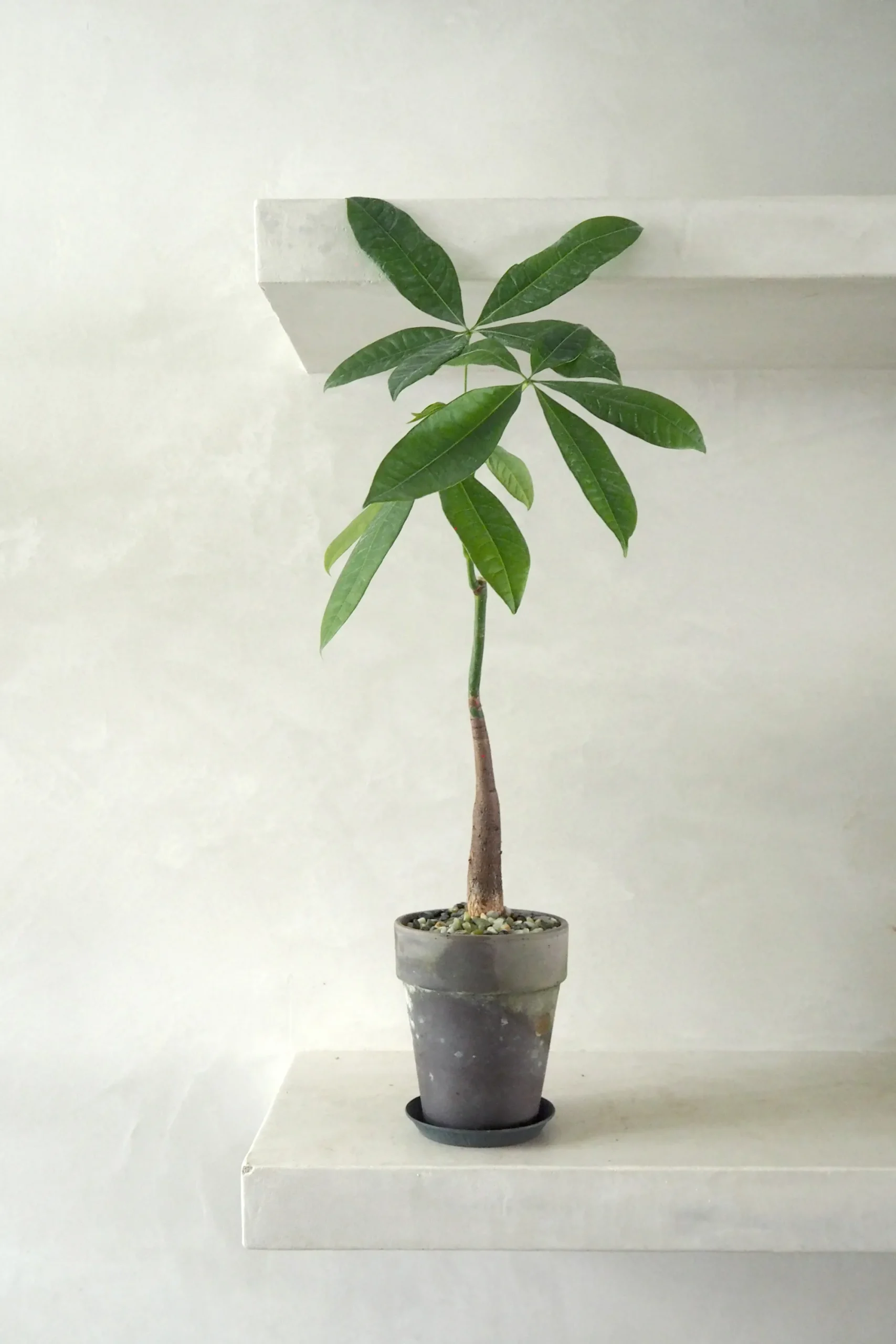 PLANT Lykkekastanje Japandi Online