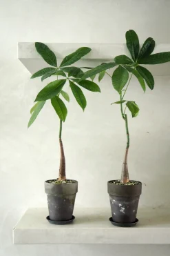 PLANT Lykkekastanje Japandi Online