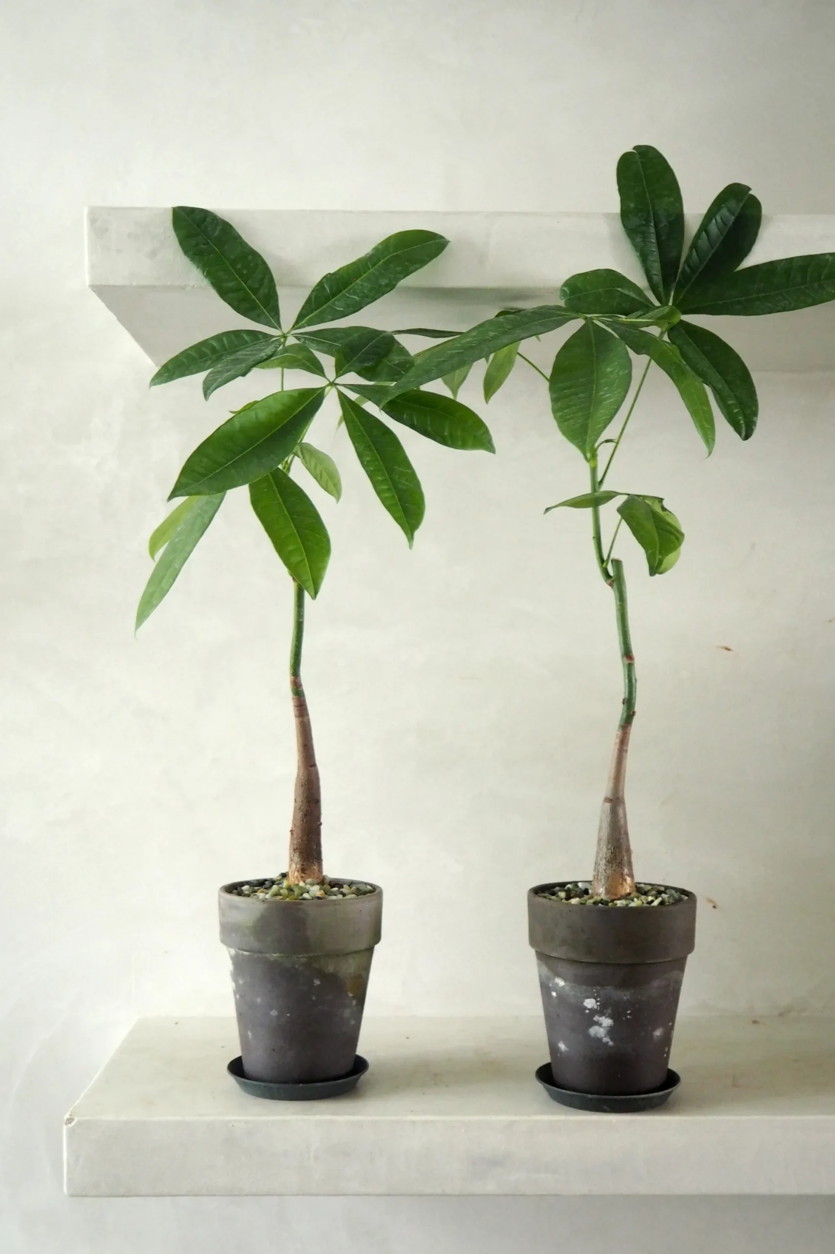 PLANT Lykkekastanje Japandi Online