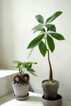 PLANT Lykkekastanje Japandi Online