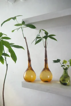 PLANT Lykkekastanje Japandi i glas Sale