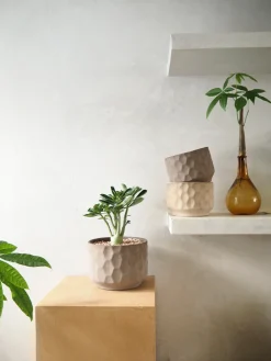 PLANT Lykkekastanje Japandi i glas Sale