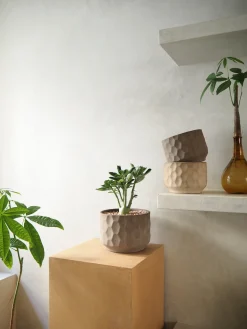 PLANT Lykkekastanje Japandi i glas Sale